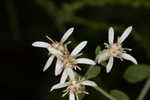 Toothed whitetop aster 